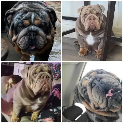 Gorgeous English Bulldog have all found homes thank you!, View more