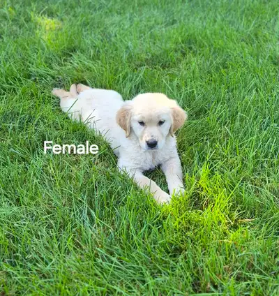Reputable Breeder - Golden Retriever Pups - Ready Know Or Sept, View more