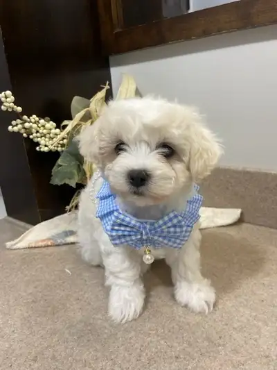 Adorable Maltichon’s!♥️, View more