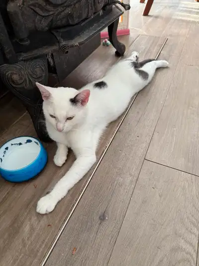 Chatte 1 an et chatton femelle 5mois, View more