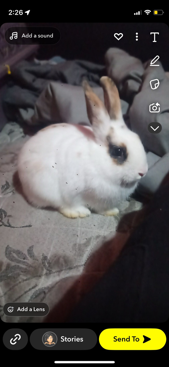 Bunny for sale in Small Animals for Rehoming in Hamilton