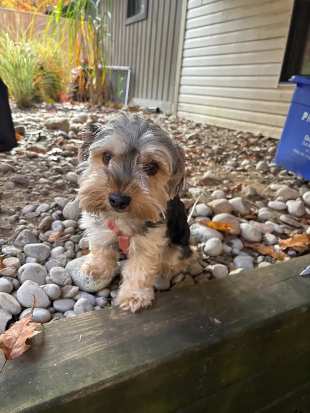 4 year old female Yorkie | Dogs & Puppies for Rehoming | Barrie | Free ...