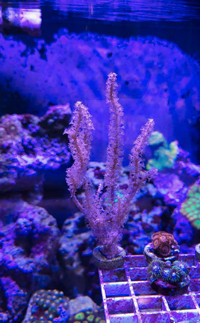 Photosynthesis gorgonian coral salt water reef