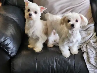 Pair of Pure Maltese, View more