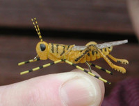 Hand tied custom Flies - Fly Fishing 