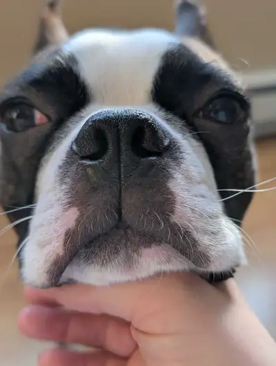 Boston Terrier, View more