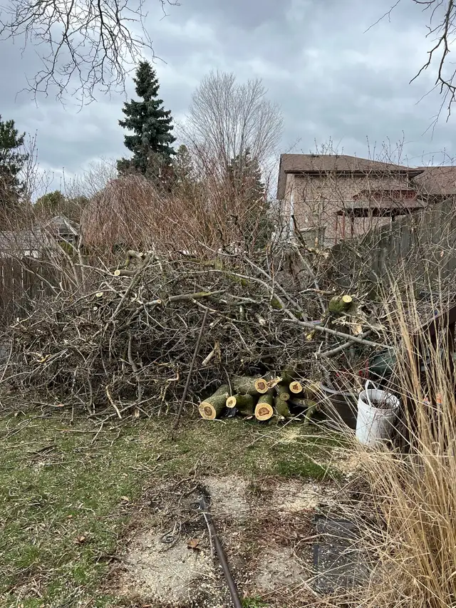tree Cutting or removal in Lawn, Tree Maintenance & Eavestrough in City of Toronto - Image 8