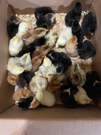 33 Easter egger chicks. 