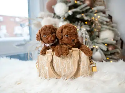 SMALLEST POODLE PUPPY EVER !, View more