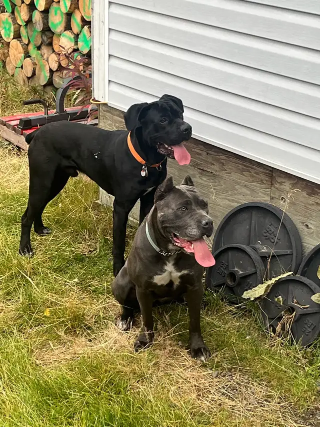 cane corso puppy  in Dogs & Puppies for Rehoming in Whitehorse - Image 7