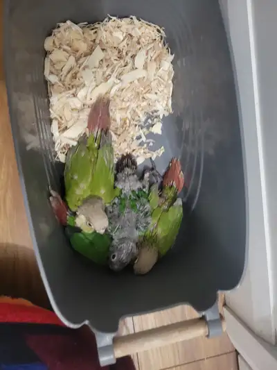 bébés conures, View more