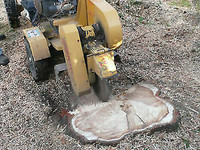 TREE REMOVAL/TRIMMING | STUMP REMOVAL| LANDSCAPING |