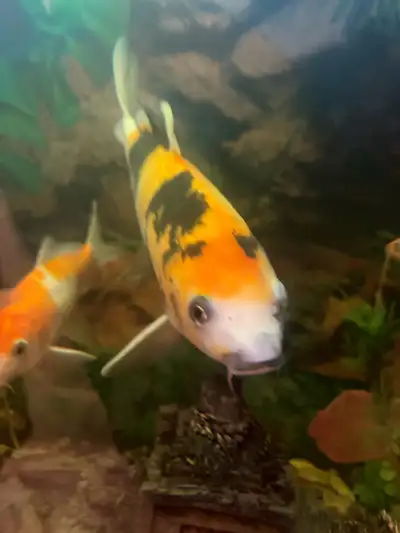 large koi , View more