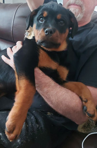 Female ROTTWEILER Pup looking for love