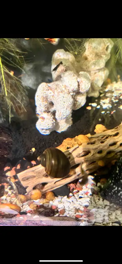 Mystery Snails make themselves extremely useful by vigorously cleaning up waste and excess food! I h...
