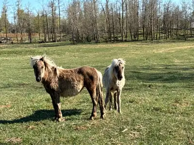Heard of Ponies, View more
