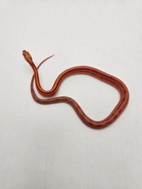 Available Corn Snakes – Starting from $80.00 (New Brunswick)