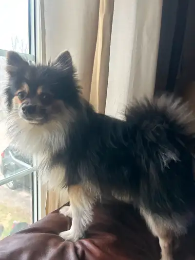 Pomeranian for rehoming, View more