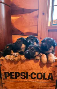 German Shepherd Puppies-Beautiful Black & Tan markings 