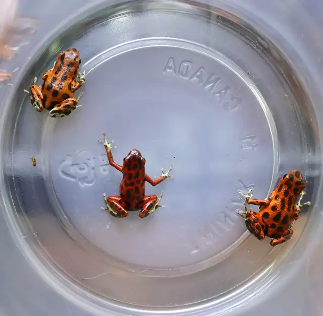 Oophaga pumilio "Bastimentos" in Reptiles & Amphibians for Rehoming in North Shore - Image 3