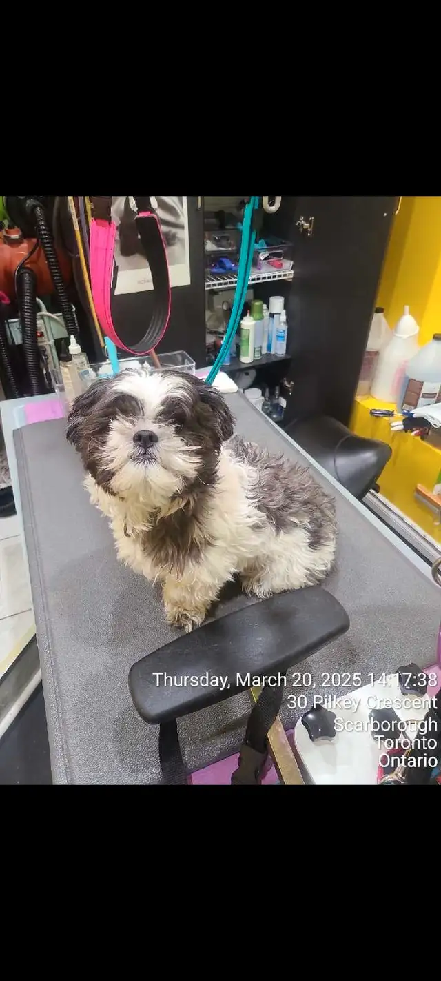 Pet's grooming in Scarborough  in Animal & Pet Services in City of Toronto - Image 6