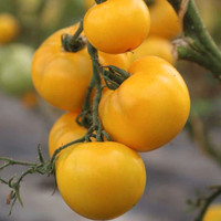 Tomate Golden Jubilee ( plant )
