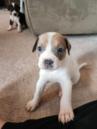 American Bulldog  Puppies For Sale!