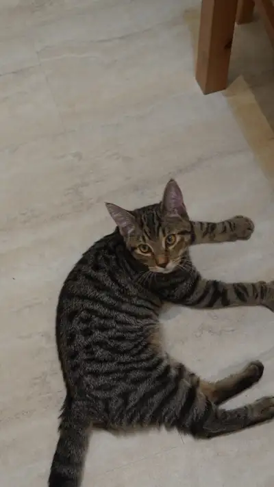 Chat a vendre, View more