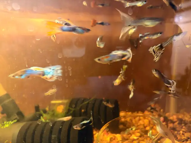 Assorted Guppies【杂袍孔雀】$1 female ; $2 male in Fish for Rehoming in Calgary - Image 2