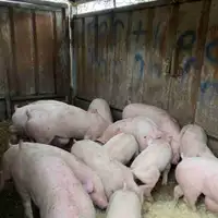  Pigs for sale