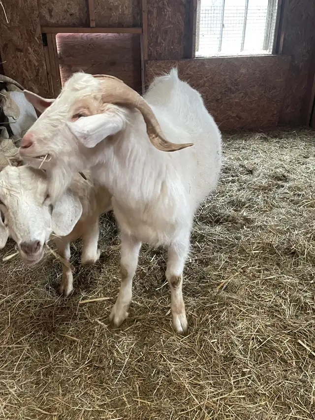 Proven 3 yr old Buck in Livestock in Yarmouth - Image 3