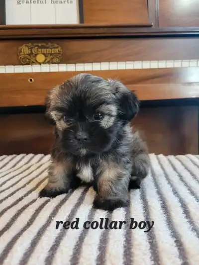 Shih tzu poodle puppies delivery this friday!!
