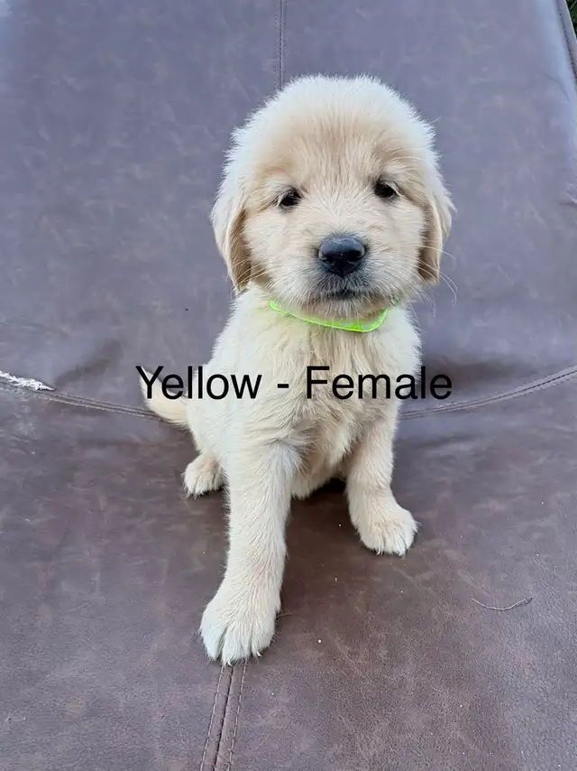  adorable, golden retriever puppies in Dogs & Puppies for Rehoming in Grand Bend - Image 4