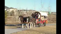 Horse Drawn Rides For All Occasions
