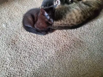 kitten for sale 9.5 weeks, View more