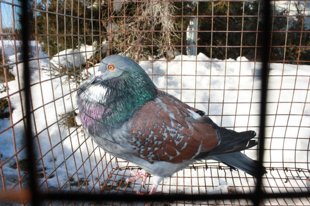 pigeons CAUCHOIS RACE PURE dans Animaux de ferme  à Laval/Rive Nord - Image 3