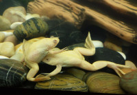 COOL ALBINO CLAWED FROGS