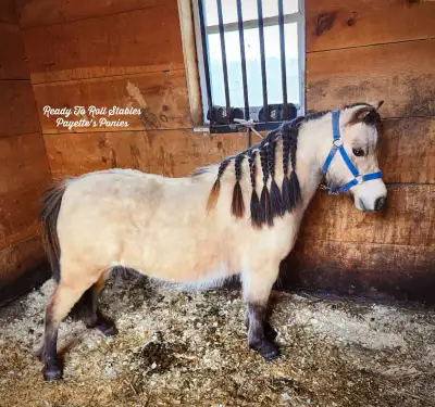 Buckskin Miniature Mare , View more
