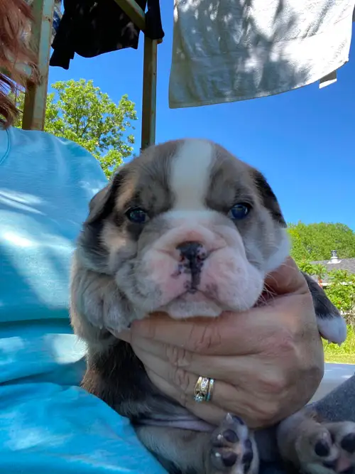 We have some adorable little squishies 3/4 English bulldog 1/4 olde English bulldogge Puppies will m...