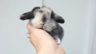 Cute Holland Lop Bunnies, View more