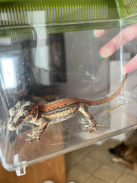 Female Gargoyle gecko and bio active tank
