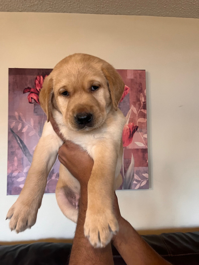 Purebred Labrador pups in Dogs & Puppies for Rehoming in Saskatoon