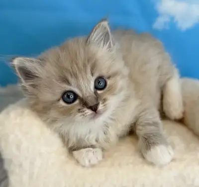 TICA Registered Ragdoll Kittens Raised with love in our home and well-socialized with other pets. Ki...