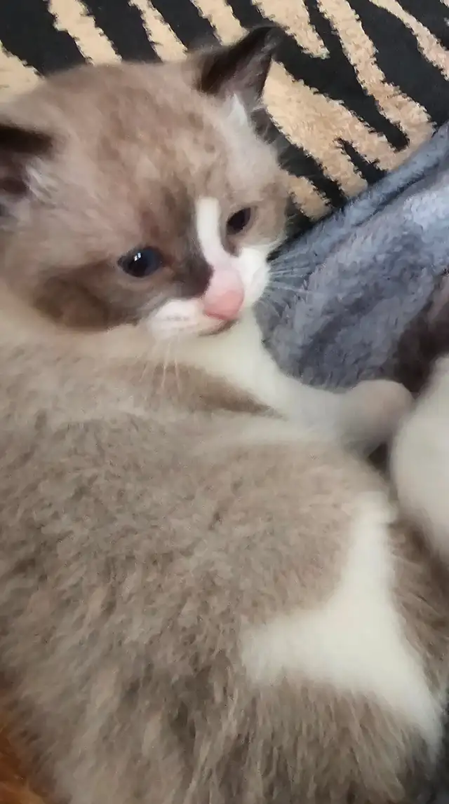 RAGDOLL KITTEN