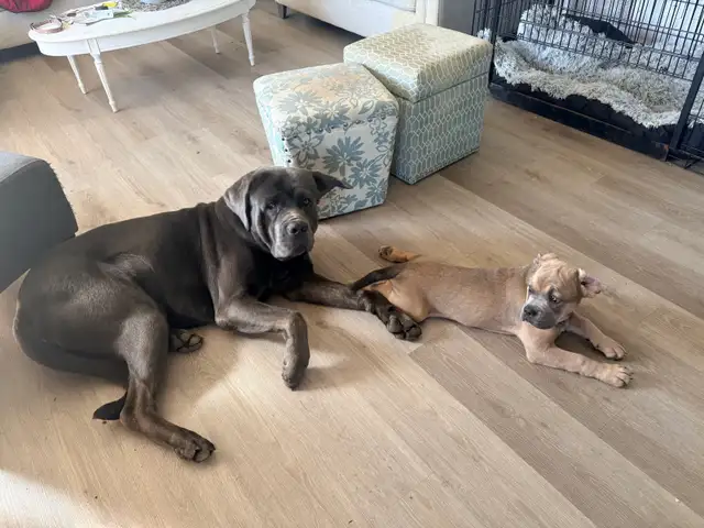 French Corso Puppy in Dogs & Puppies for Rehoming in Sudbury - Image 3
