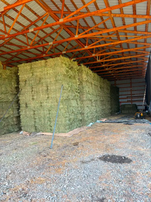 Small Square Horse Hay Bales in Livestock in Calgary - Image 3