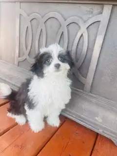 Cute ShihTzu/Poodle x female pup. non shedding/hypo-allergenic, View more