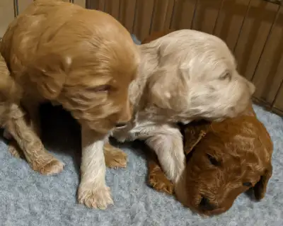 Adorable F1b English Goldendoodles, View more