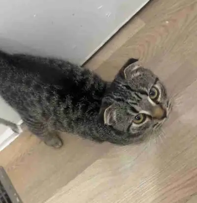 Scottish fold/tabby kitten.   , View more