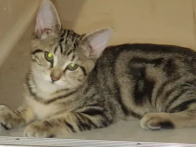 châton a vendre / Kitten for sale, View more